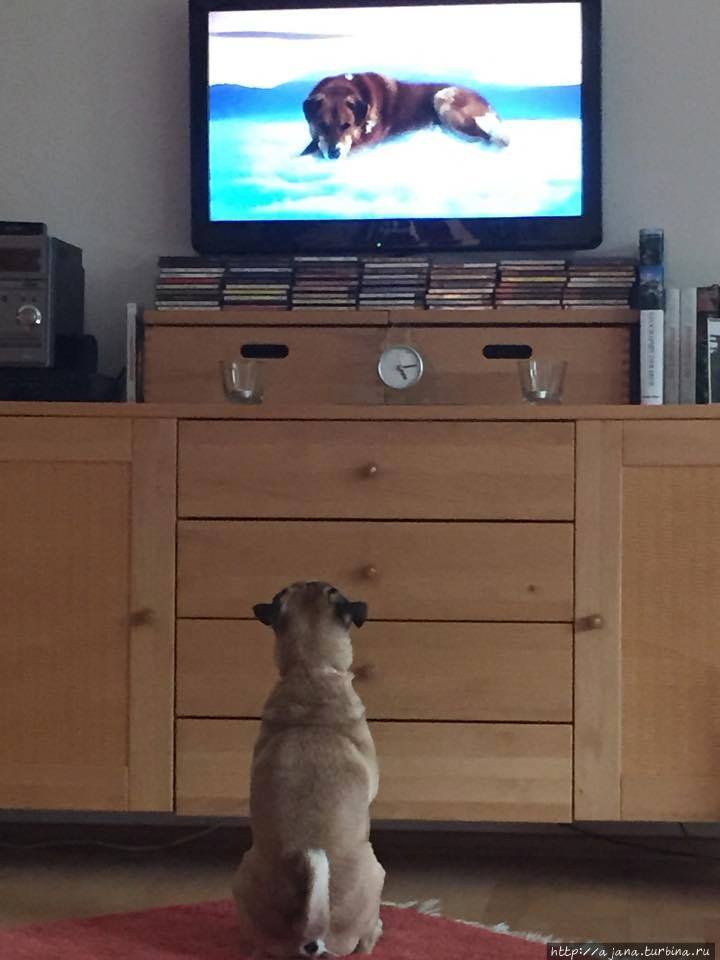 Калифорния — это собачий рай! Калифорния — это собачий рай!