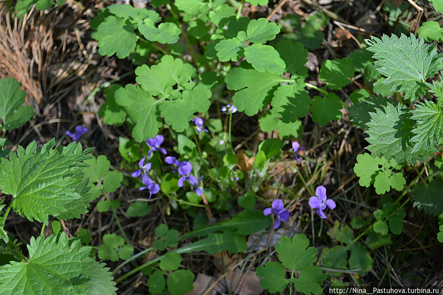 Наша робкая весна Оренбургская область, Россия Наша робкая весна Оренбургская область, Россия