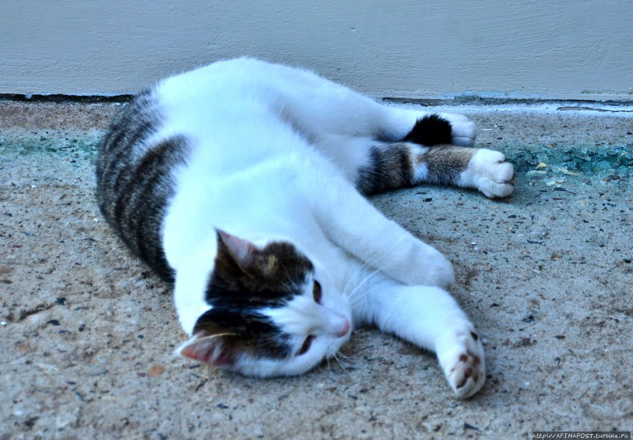 Монастырские кошки. Мэйн-кун и Рыжий Махра, Россия Монастырские кошки. Мэйн-кун и Рыжий Махра, Россия