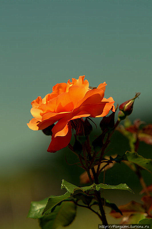 День роз в Нёггеншвиле (южный Шварцвальд) Земля Баден-Вюртемберг, Германия