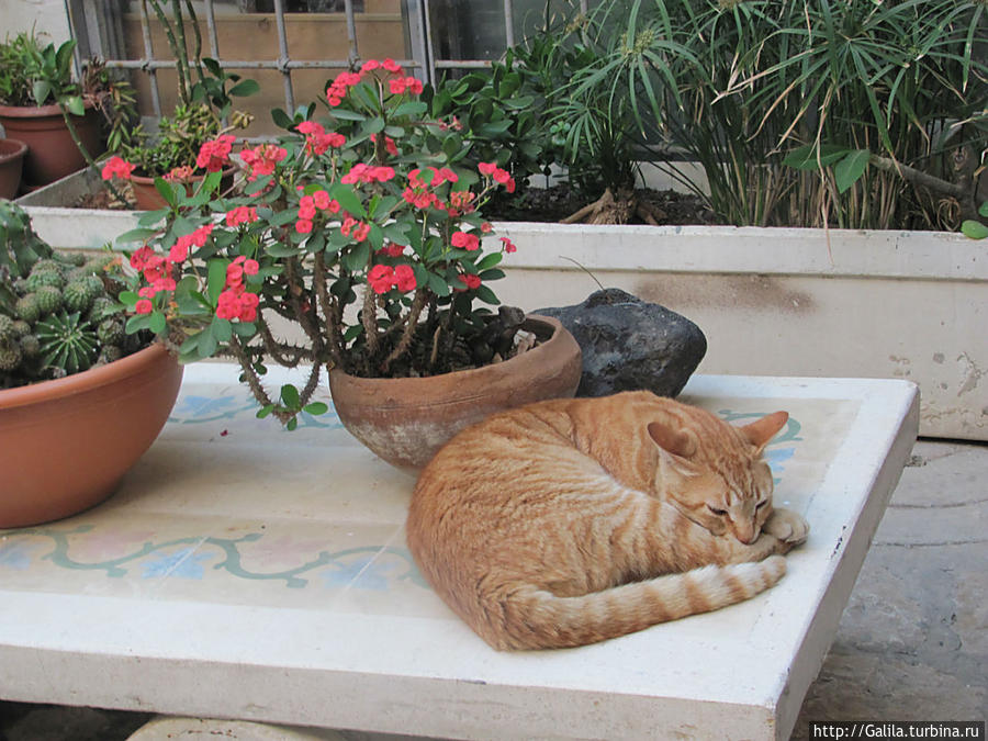 Эту кошку слава звезды не коснулась и она просто спит, почти... Яффо, Израиль