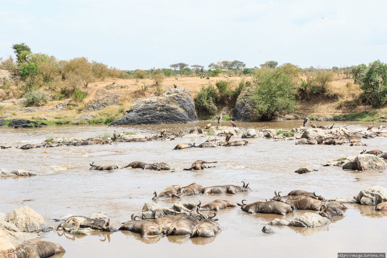 река Мара Масаи-Мара Национальный Парк, Кения