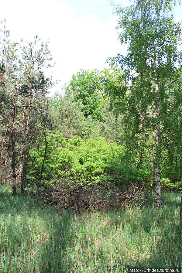 сказочный лес Березань, Украина