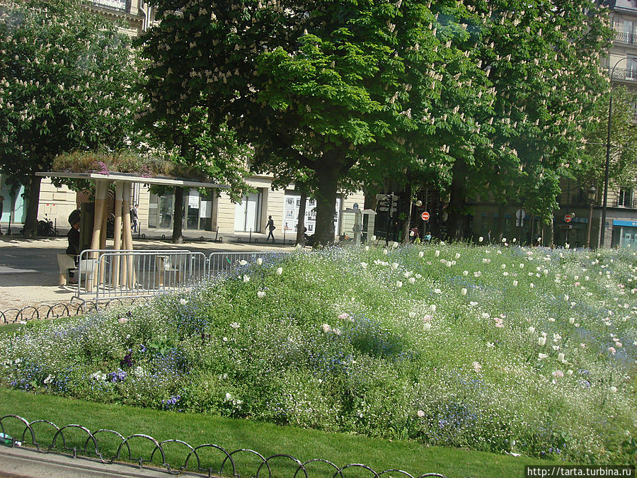 Клумбы, цветущие каштаны... Париж, Франция