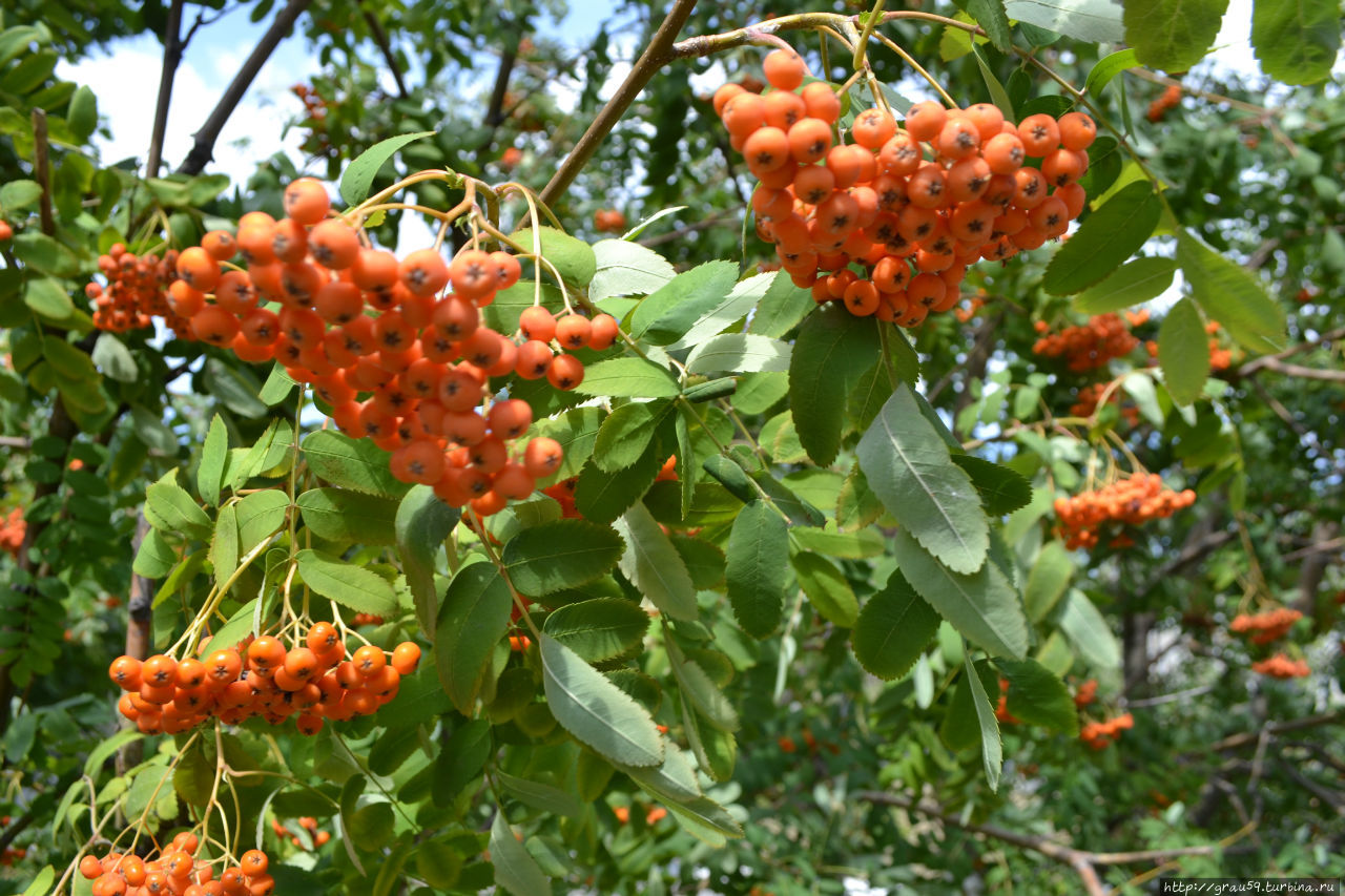 Sorbus Graeca