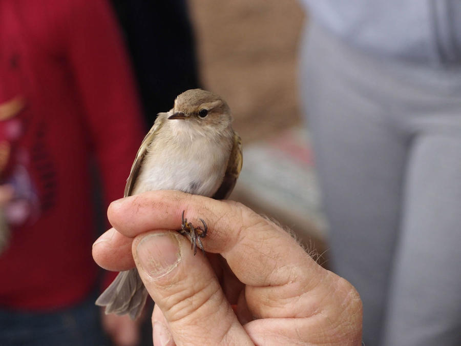 самая маленькая птаха весом 7 гр получает самое крошечное колечко Ерухам, Израиль