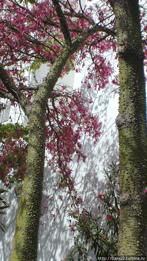 Тюльпановое дерево — красота спасает от пьянства Тюльпановое дерево — красота спасает от пьянства