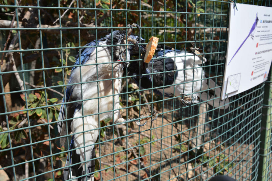 Синяя птица Счастья Афины, Греция Синяя птица Счастья Афины, Греция