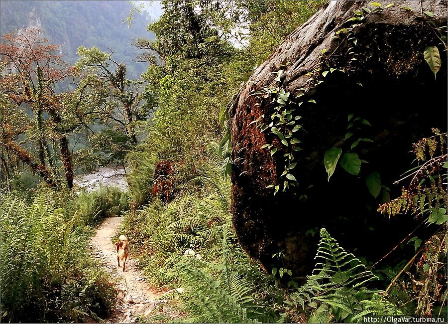 Разумный пёс вел меня пустнынной тропой от Нью Бриджа до Куми Чомронг, Непал
