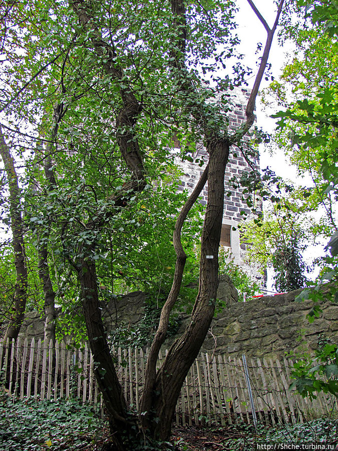 А руинам Драхенфельса от фуникулкра нужно подняться пешком еще метров 100-150 Сперва среди деревьев проявляются контуры башни замка Кёнигсвинтер, Германия