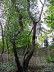 А руинам Драхенфельса от фуникулкра нужно подняться пешком еще метров 100-150 Сперва среди деревьев проявляются контуры башни замка