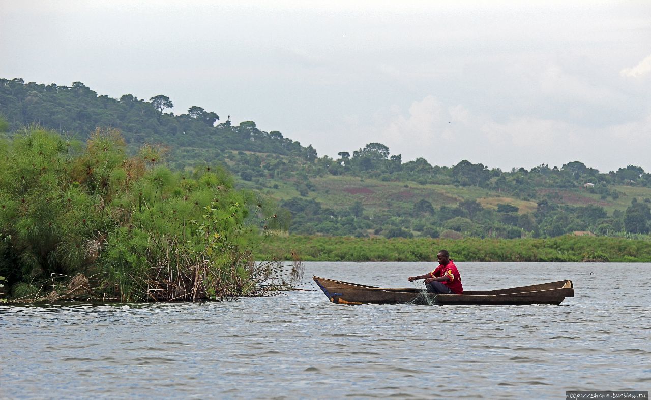 Каждый кулик свое болото хвалит Мабамба-Свомп, Уганда