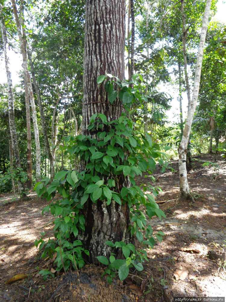 Это совсем молодая аяваск Это совсем молодая аяваск