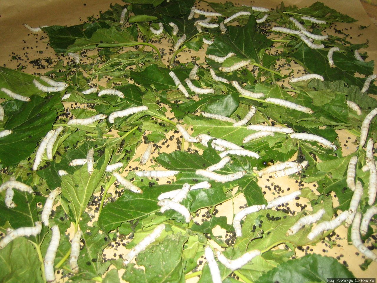 Сучжоу — родина шелкопрядения. Музей шелка.Живые гусеницы “вкушают” листья тутового дерева Сучжоу, Китай