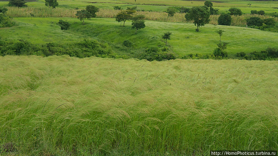 поля тэффа поля тэффа
