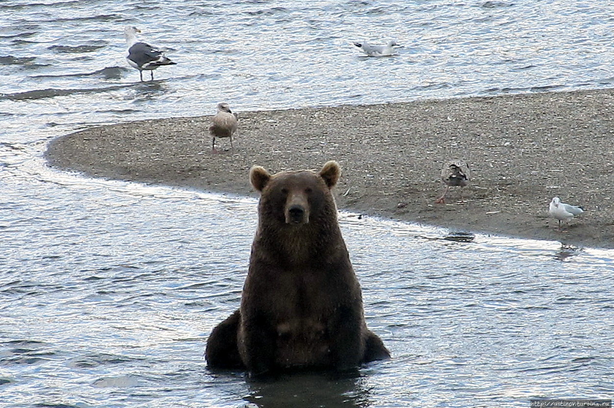 Волонтерство на Курильском озере (Внимание! Много медведей!) Петропавловск-Камчатский, Россия