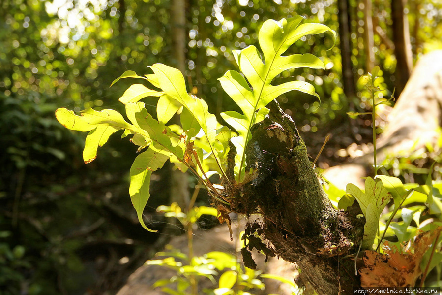 Всякий пенек тут же становится домом для какой-нибудь растени Бако Национальный Парк, Малайзия