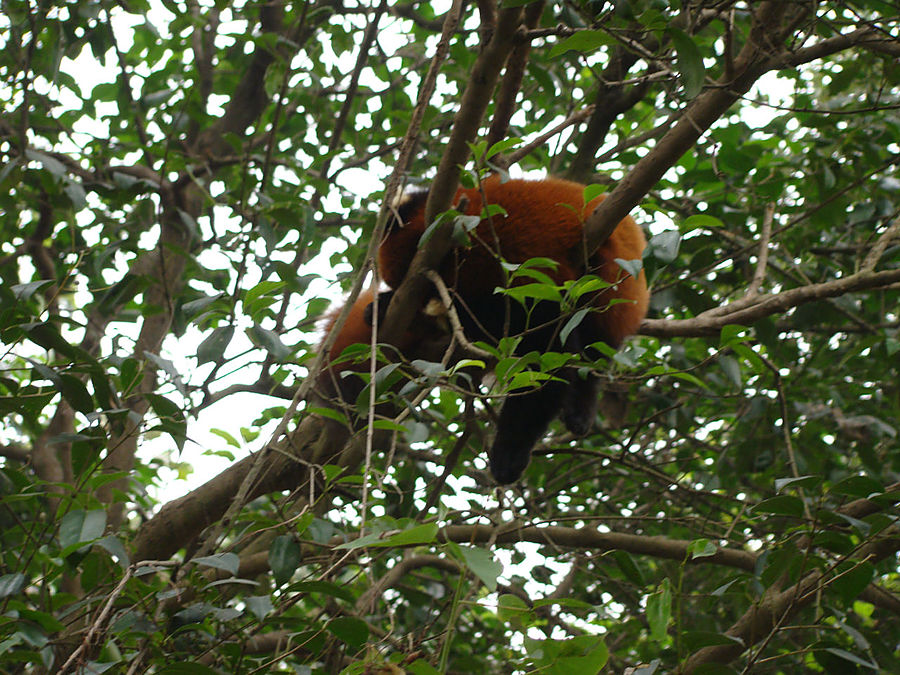 Панда — бамбуковый мишка Чэнду, Китай Панда — бамбуковый мишка Чэнду, Китай