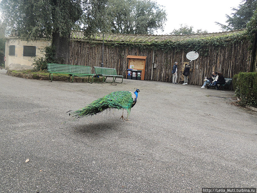 Zoo Roma Рим, Италия Zoo Roma Рим, Италия