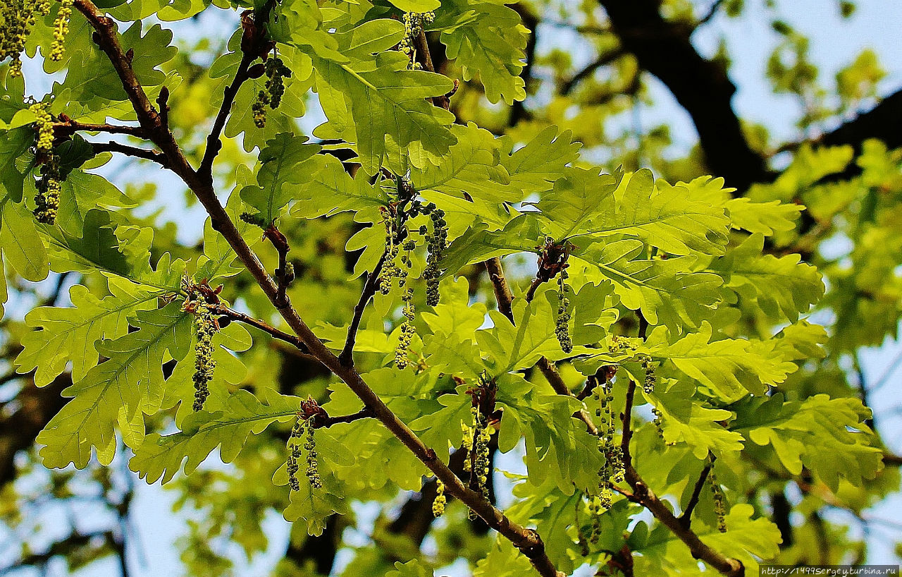 Дуб (Quercus L.) № 206 Великий Новгород, Россия