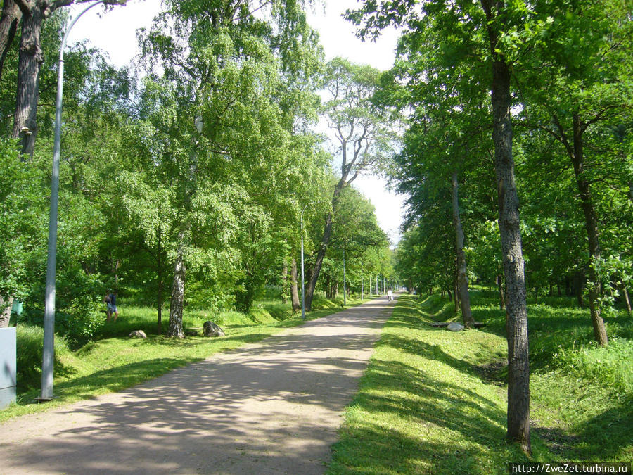 Под соснами Северной Ривьеры Сестрорецк, Россия Под соснами Северной Ривьеры Сестрорецк, Россия