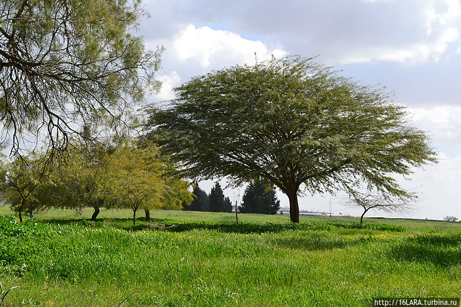В парке растут разнообразные деревья, Рахат, Израиль
