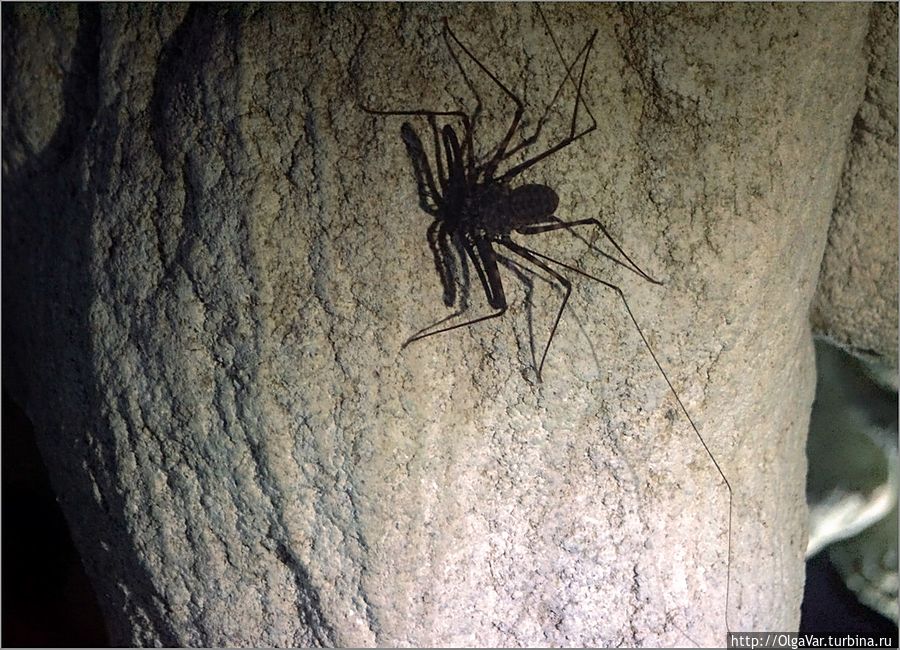 Основные жители здешних пещер — пауки и летучие мыши Остров Бохол, Филиппины