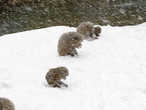 Обезьяны ищут рассыпанный корм в снегу