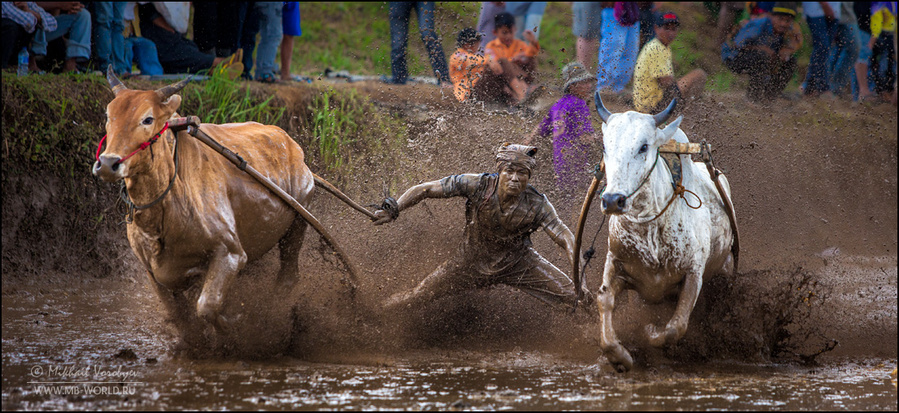 Фестиваль Pacu Jawi (гонки на быках) на Суматре Паданг, Индонезия