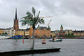 Да и в Швеции растут пальмы :-)