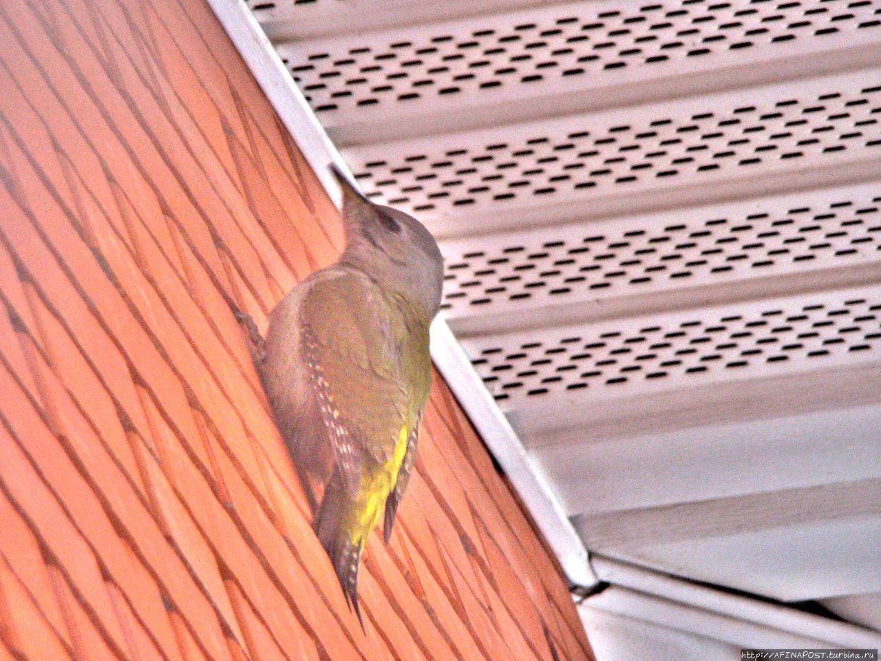 Дятел. Фиеста Москва и Московская область, Россия Дятел. Фиеста Москва и Московская область, Россия