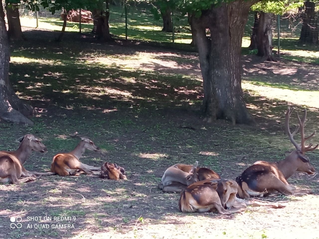 Питомник кавказского благородного оленя Дилижан Национальный Парк, Армения