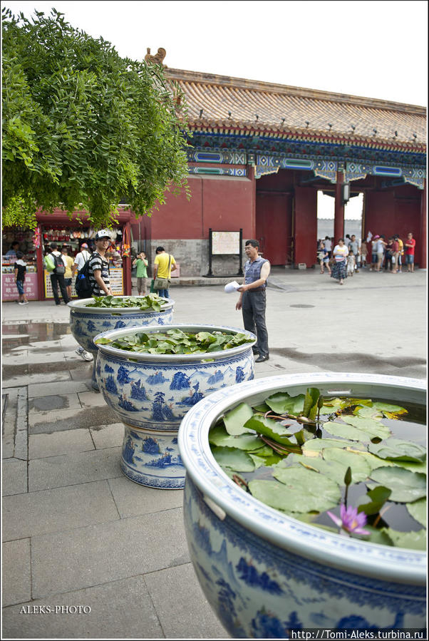 У входа в парк в больших вазах можно было полюбоваться на лотосы. Для китайцев это — целый культ...
* Пекин, Китай