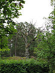 Живописное сухое дерево в парке.