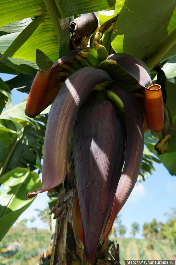 Я   долгое   время  не  могла   понять   роль   такого   большого   цветка   на   банане.  И только   здесь   разглядела,   что   по мере   появления  маленьких   бананчиков,   лепестки   постепенно  отпадают,  открывая   плоды    белому   свету. Букиттинги, Индонезия