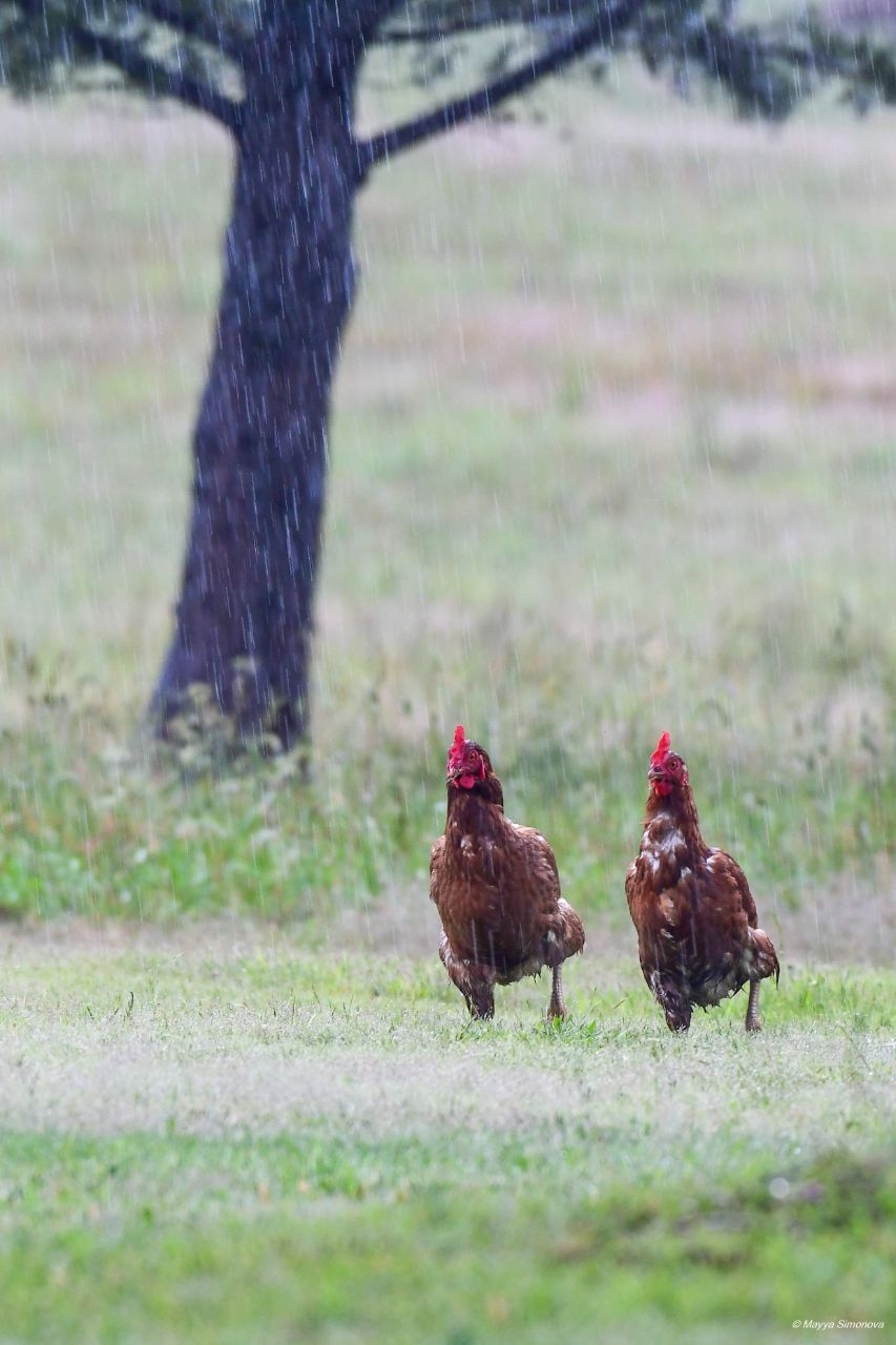 Дожди, косые дожди с далёкого берега... Остров Френч (морской национальный парк), Австралия
