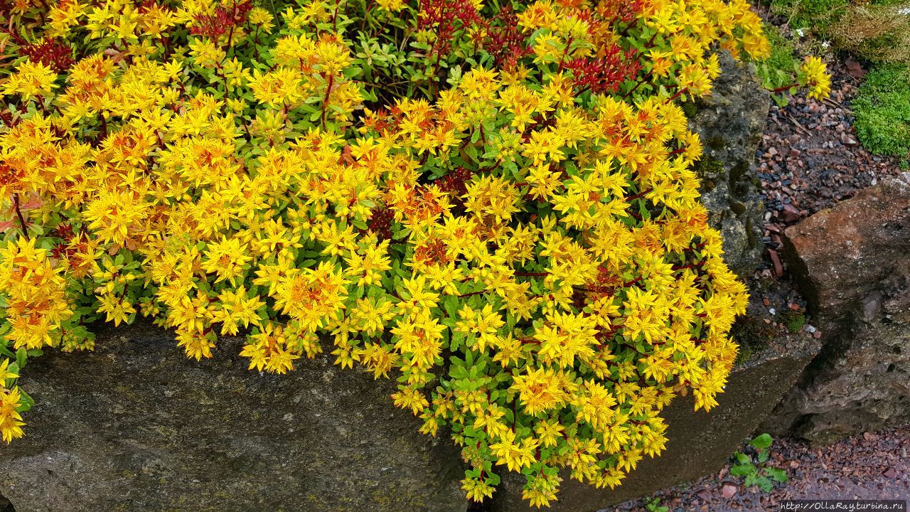 Очиток. Санкт-Петербург, Россия Очиток. Санкт-Петербург, Россия