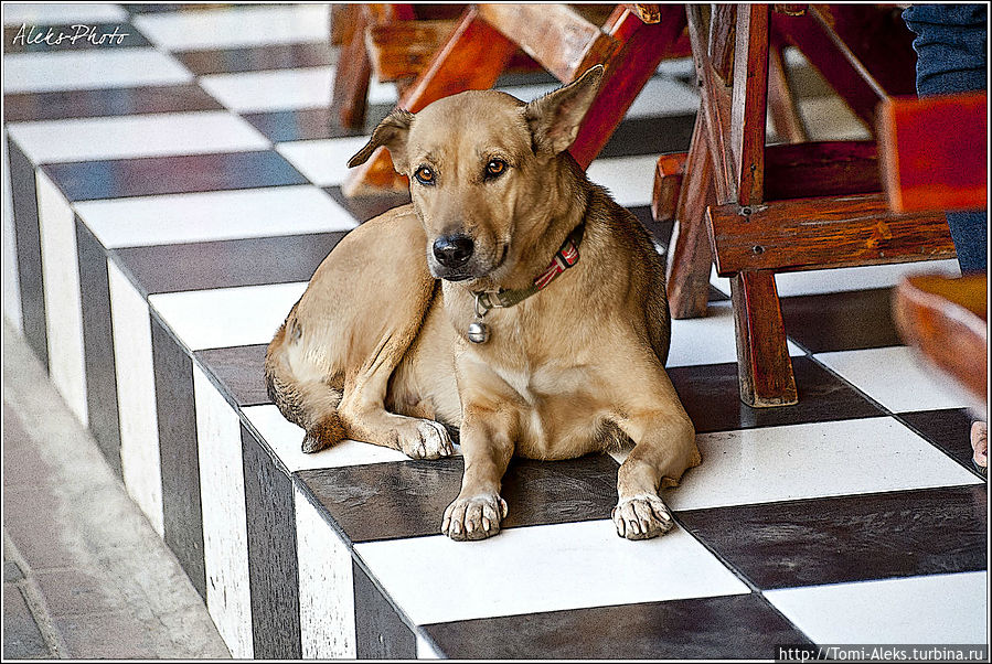 В течение моего повествования о Таиланде в фотографиях будут постоянно мелькать собаки. Их здесь очень много, а я их — люблю...
* Паттайя, Таиланд