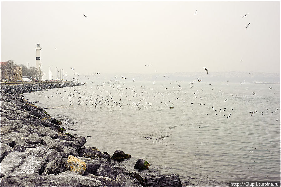 Когда мужчина ушел, птицы еще долгое время кружили над водой, доедая остатки трапезы. Стамбул, Турция
