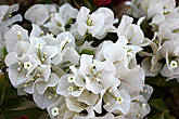 Знаменитое и популярное растение, благодаря продолжительному периоду цветения.