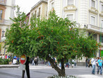 Гранатовое дерево в центре Гранады