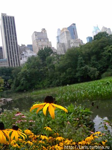 А вот и лето!!! В Центральном парке НЙ А вот и лето!!! В Центральном парке НЙ