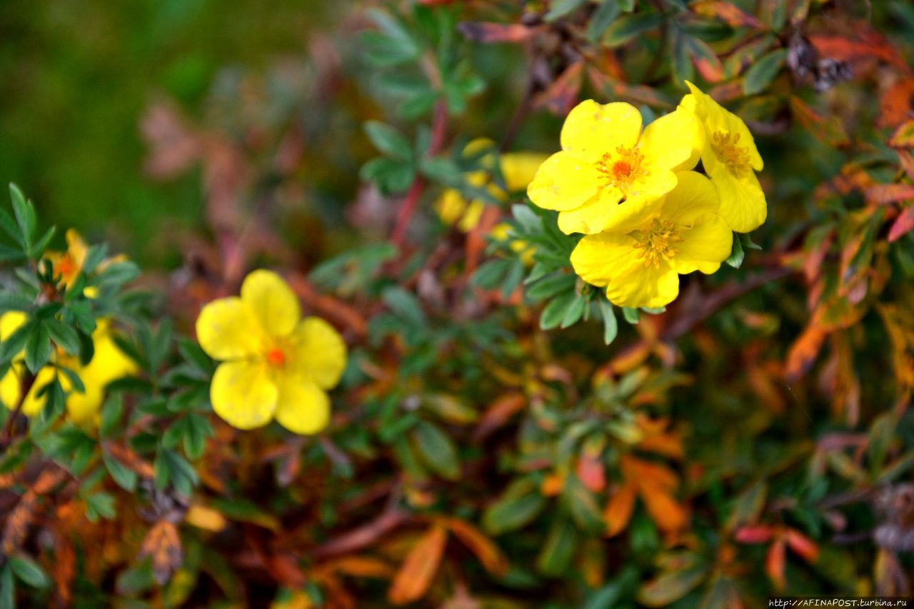 Осень. Зарянка. Родственные души Москва и Московская область, Россия Осень. Зарянка. Родственные души Москва и Московская область, Россия