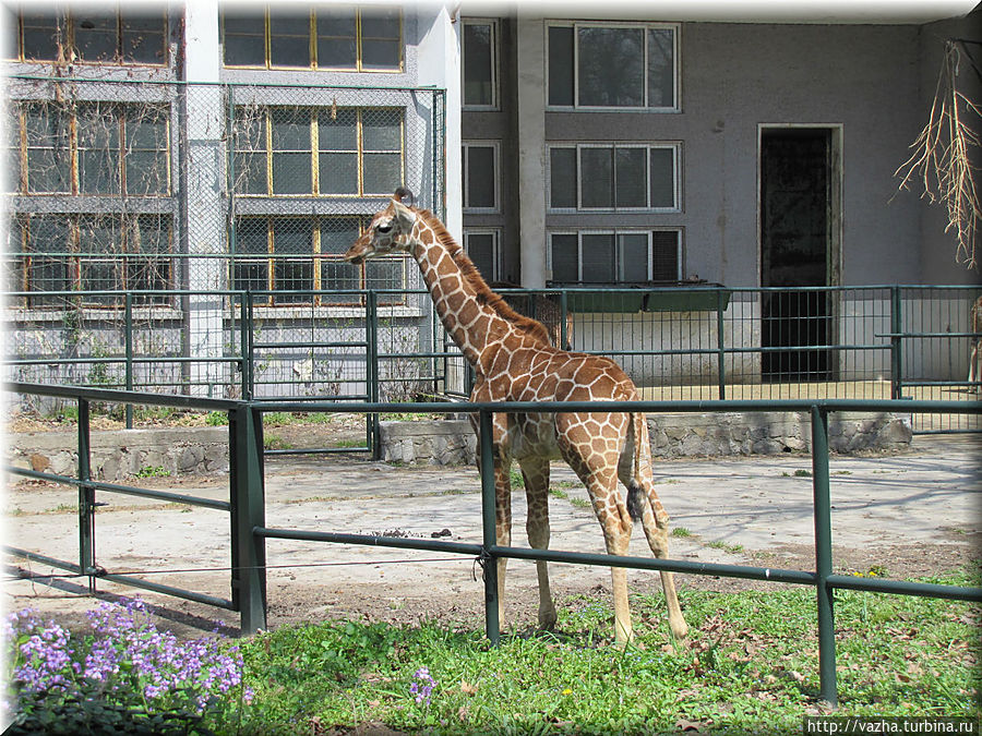 Зоопарк Шанхая Шанхай, Китай