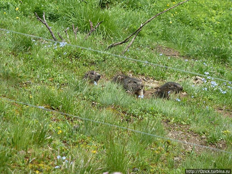 Сурок. В трех экземплярах Сурок. В трех экземплярах