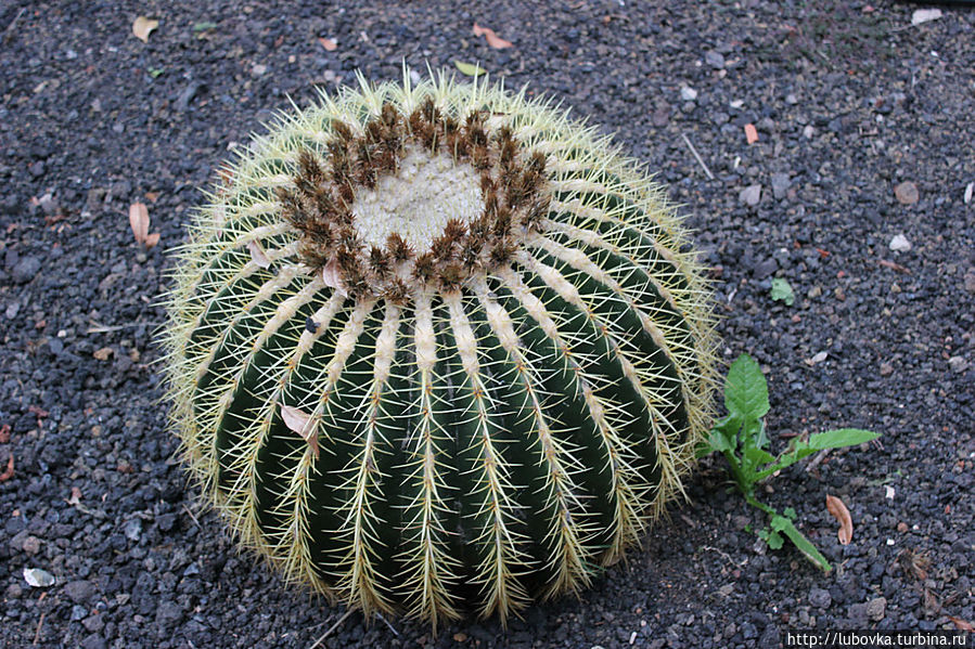 Дружба кактуса и одуванчика...
Я и ты такие разные.... :) Дружба кактуса и одуванчика...
Я и ты такие разные.... :)