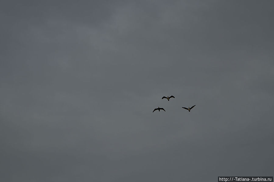 Птеродактили Птеродактили