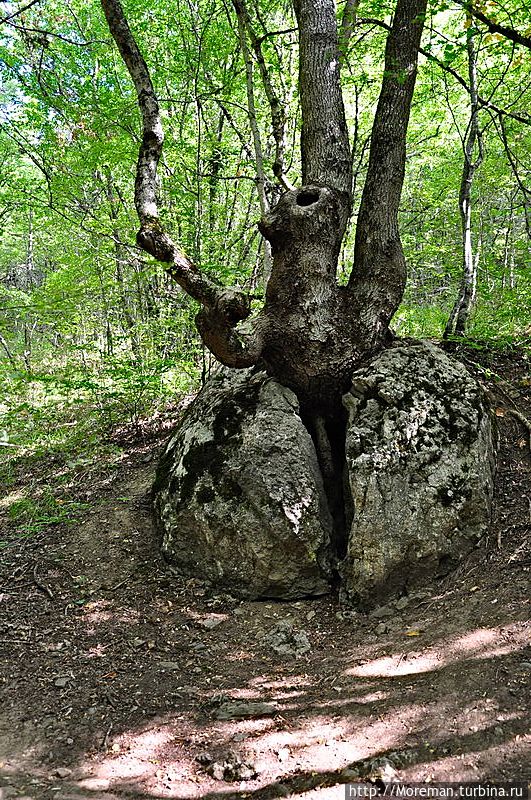 Как мы не дошли до конца посещая Демерджи Алушта, Россия Как мы не дошли до конца посещая Демерджи Алушта, Россия