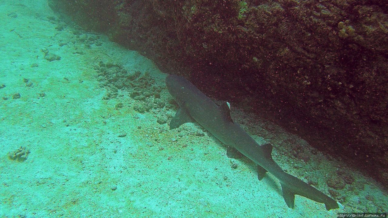 Нам акула-каракула ... (подводный мир Коибы для 