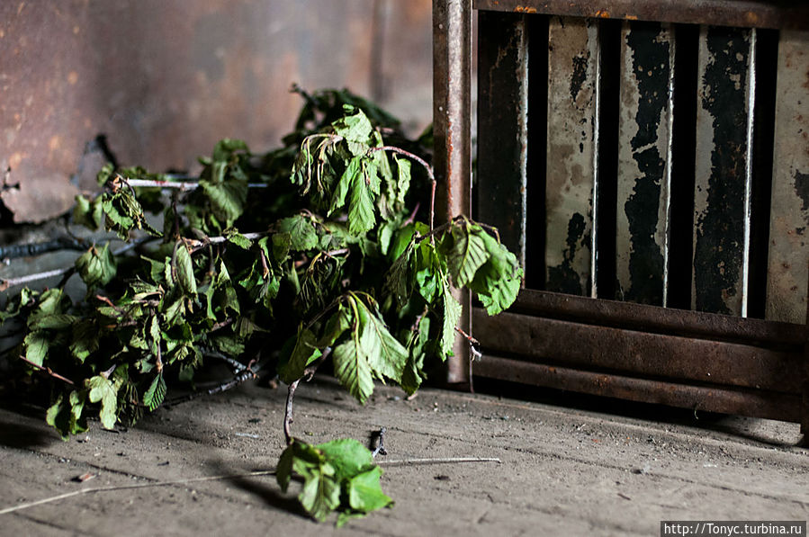 Веник всегда пригодится в хозяйстве Веник всегда пригодится в хозяйстве